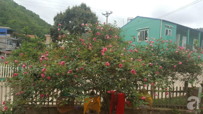 Ngôi nhà yên bình rợp bóng hồng cổ Sapa trên phố núi Tây Bắc của mẹ hai con