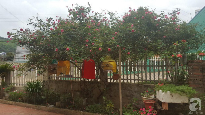 Ngôi nhà yên bình rợp bóng hồng cổ Sapa trên phố núi Tây Bắc của mẹ hai con