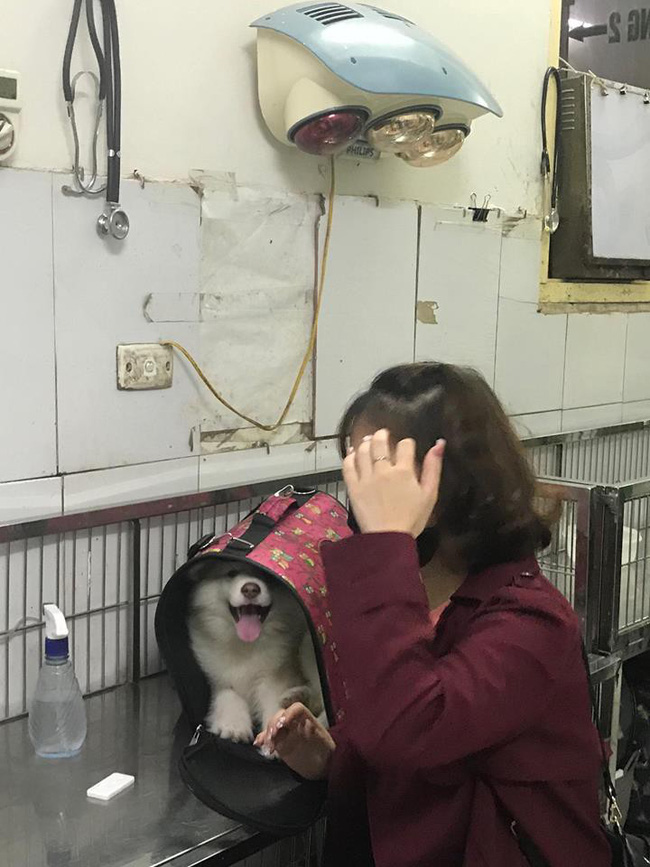 Hà Nội: Đưa chó cưng đi khám, cô gái bị tàu hất văng sang một bên, may mắn thoát chết