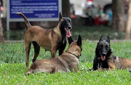 Đề xuất quản lý chó nuôi ở Hà Nội bằng phần mềm