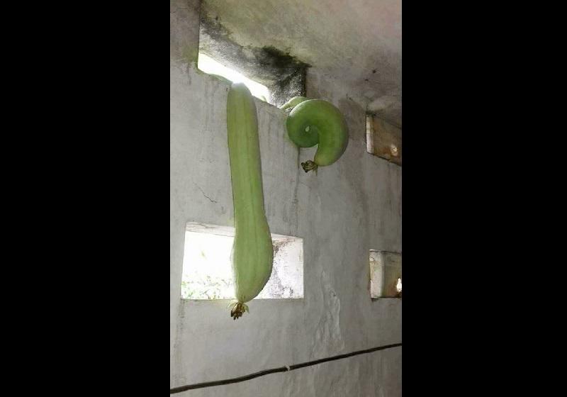 Dở khóc dở cười với kiểu mọc khôn nhà dại chợ của hoa quả trong vườn