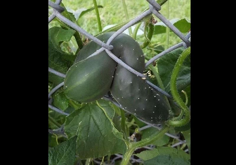 Dở khóc dở cười với kiểu mọc khôn nhà dại chợ của hoa quả trong vườn