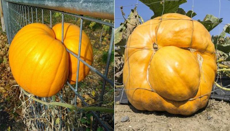 Dở khóc dở cười với kiểu mọc khôn nhà dại chợ của hoa quả trong vườn