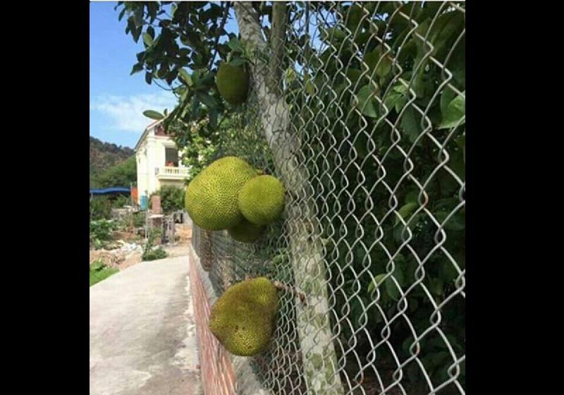 Dở khóc dở cười với kiểu mọc khôn nhà dại chợ của hoa quả trong vườn