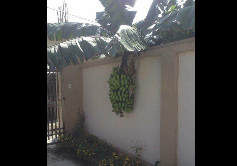 Dở khóc dở cười với kiểu mọc khôn nhà dại chợ của hoa quả trong vườn