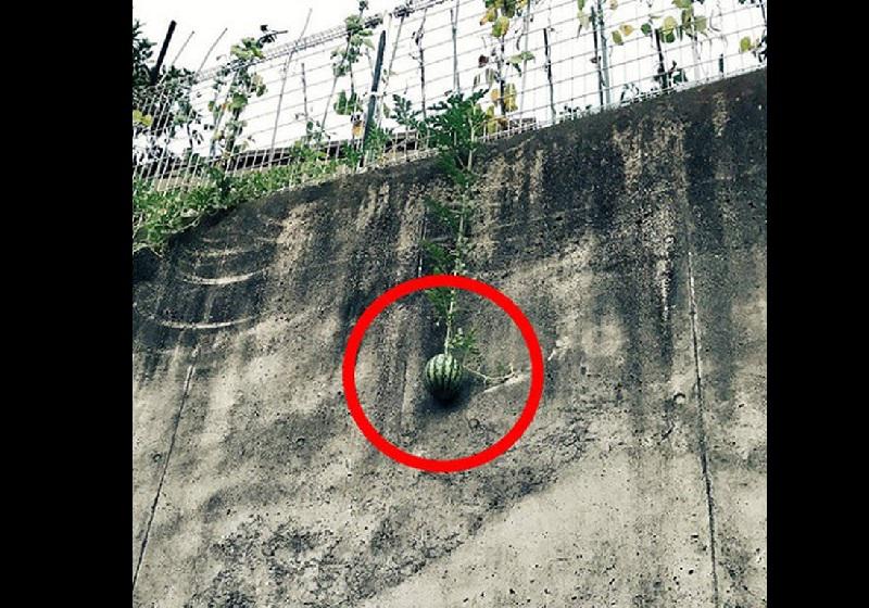 Dở khóc dở cười với kiểu mọc khôn nhà dại chợ của hoa quả trong vườn