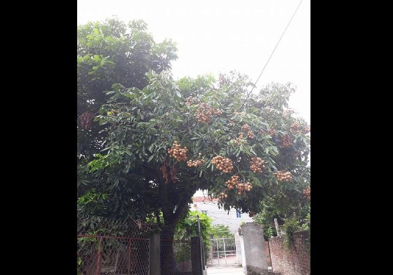 Dở khóc dở cười với kiểu mọc khôn nhà dại chợ của hoa quả trong vườn