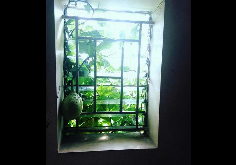 Dở khóc dở cười với kiểu mọc khôn nhà dại chợ của hoa quả trong vườn