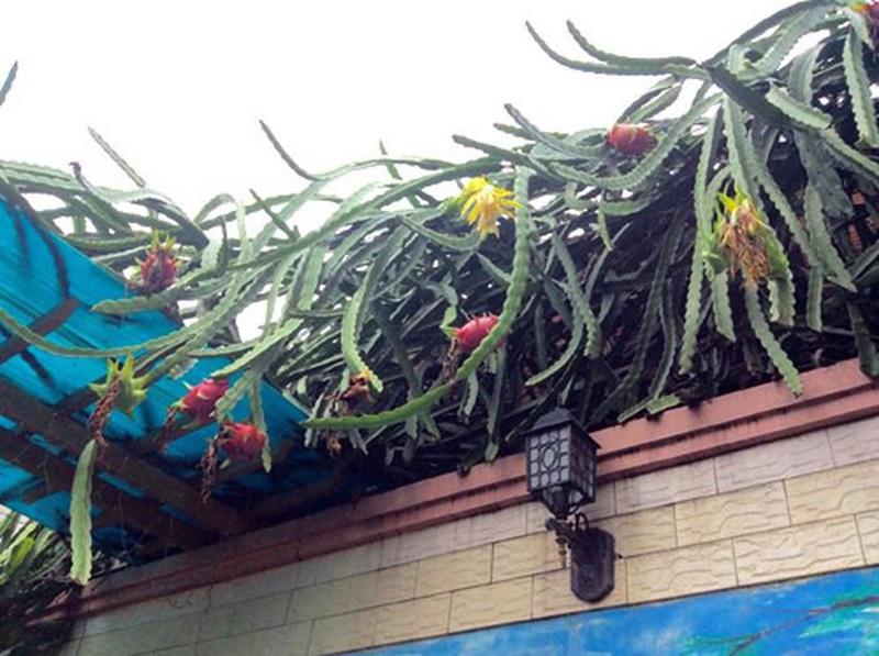 Dở khóc dở cười với kiểu mọc khôn nhà dại chợ của hoa quả trong vườn