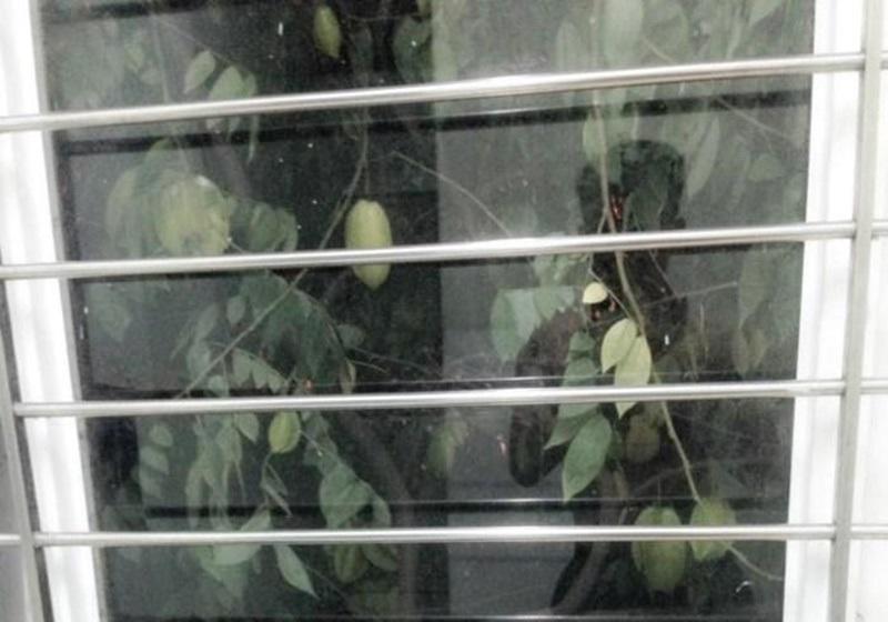 Dở khóc dở cười với kiểu mọc khôn nhà dại chợ của hoa quả trong vườn