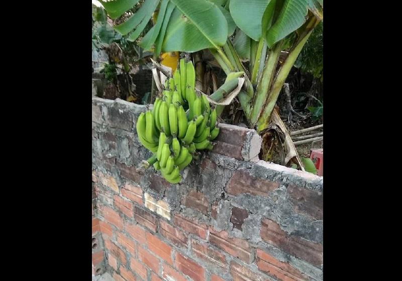 Dở khóc dở cười với kiểu mọc khôn nhà dại chợ của hoa quả trong vườn