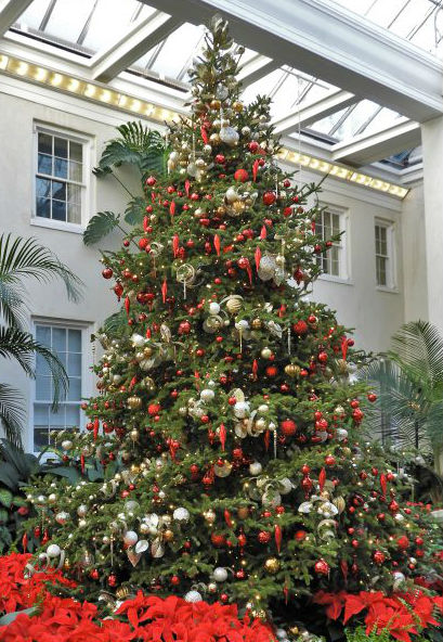 Thông thật nhập về Việt Nam bán giá 1.000 USD