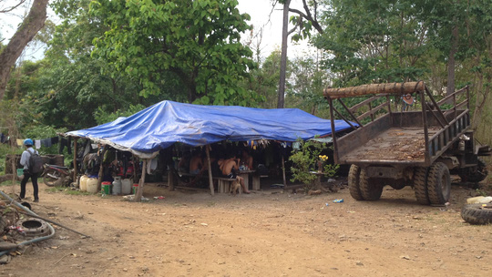 Giám đốc hối lộ hàng trăm triệu đồng cho đội trưởng kiểm lâm