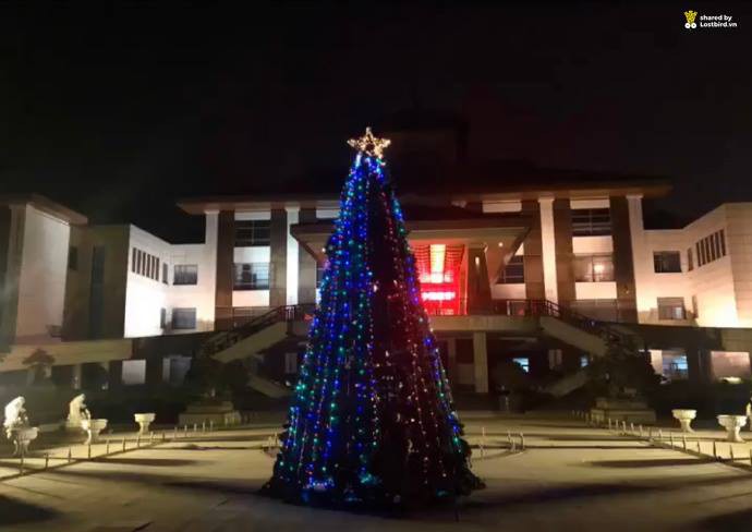 Câu chuyện muôn thuở khi người chụp ảnh không có tâm: Háo hức tạo dáng bên cây thông, lúc xem ảnh không khác gì tàng hình