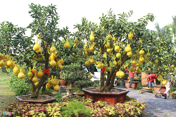 Bưởi Diễn lên tới 70 triệu mỗi cây, xuống đường Sài Gòn ăn Tết sớm