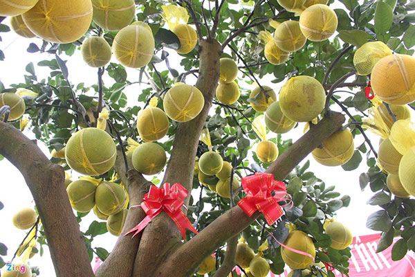 Bưởi Diễn lên tới 70 triệu mỗi cây, xuống đường Sài Gòn ăn Tết sớm