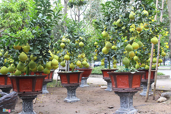 Bưởi Diễn lên tới 70 triệu mỗi cây, xuống đường Sài Gòn ăn Tết sớm