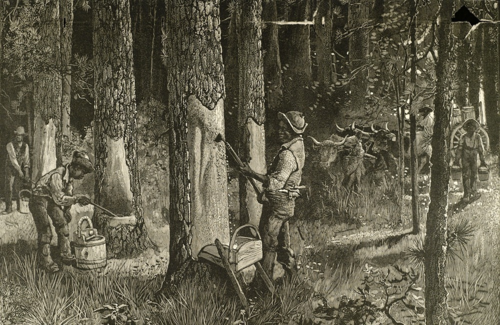 Bí ẩn vòng tròn của quỷ - nơi cây không thể mọc ở Mỹ