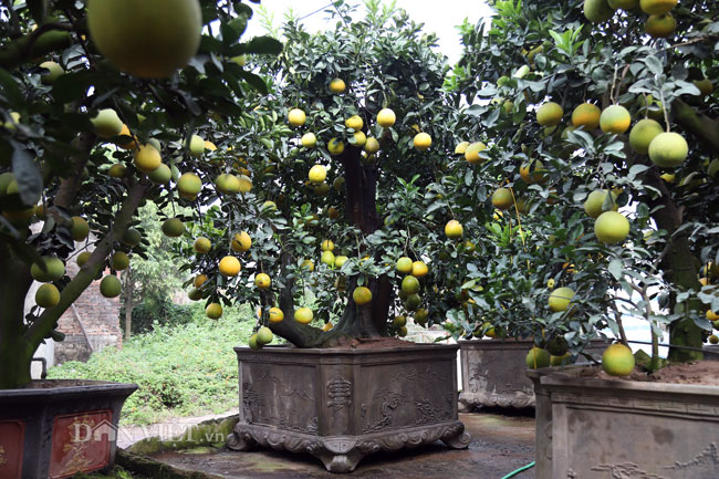 Video ảnh: Vườn bưởi cảnh cổ thụ tiền tỷ được đại gia săn chơi Tết