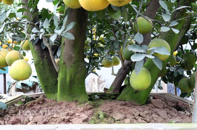 Video ảnh: Vườn bưởi cảnh cổ thụ tiền tỷ được đại gia săn chơi Tết