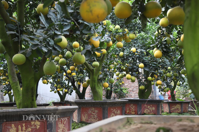 Video ảnh: Vườn bưởi cảnh cổ thụ tiền tỷ được đại gia săn chơi Tết