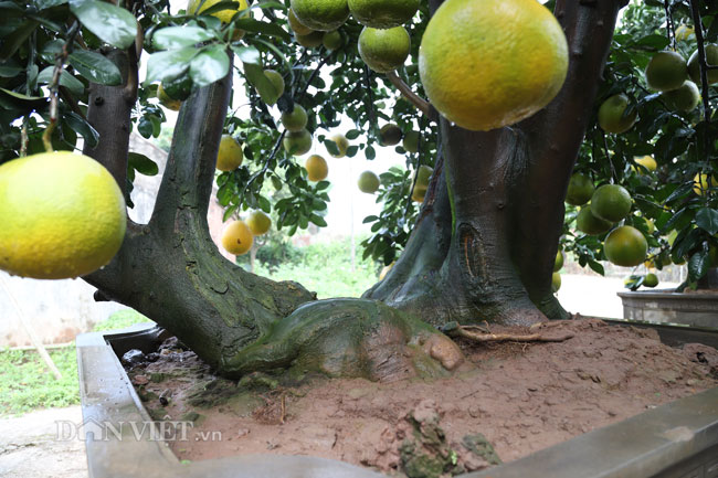 Video ảnh: Vườn bưởi cảnh cổ thụ tiền tỷ được đại gia săn chơi Tết