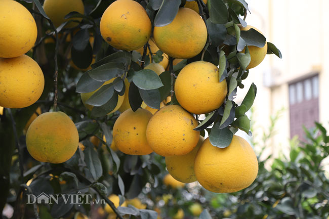 Video ảnh: Vườn bưởi cảnh cổ thụ tiền tỷ được đại gia săn chơi Tết