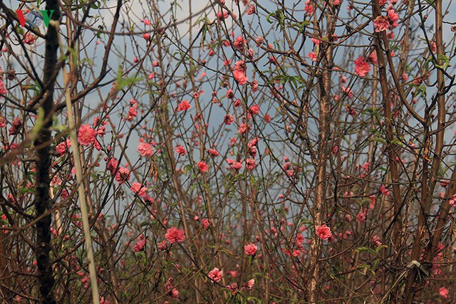 Đào nở bung đỏ rực trước Tết dương lịch, người trồng thấp thỏm sợ thất thu