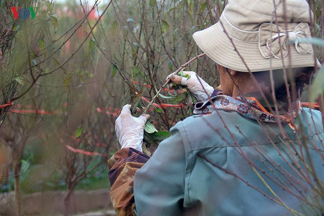 Đào nở bung đỏ rực trước Tết dương lịch, người trồng thấp thỏm sợ thất thu