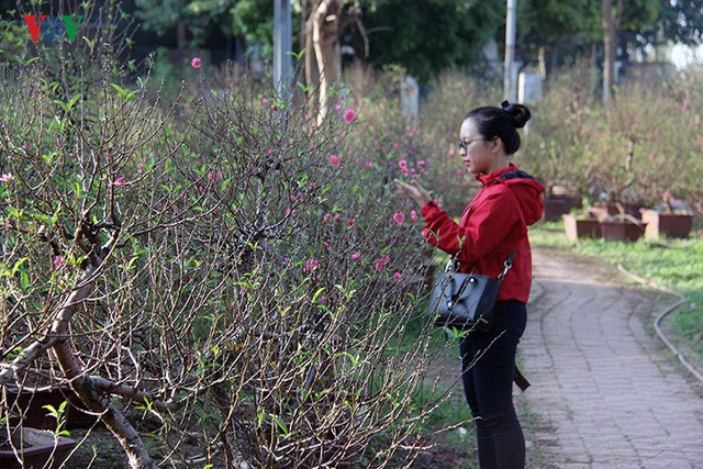 Đào nở bung đỏ rực trước Tết dương lịch, người trồng thấp thỏm sợ thất thu
