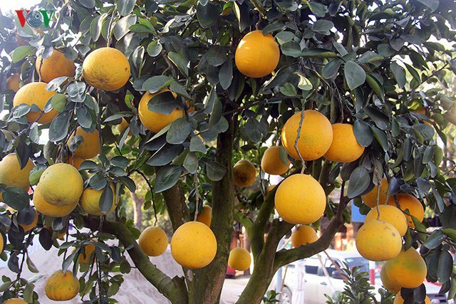 Đào nở bung đỏ rực trước Tết dương lịch, người trồng thấp thỏm sợ thất thu