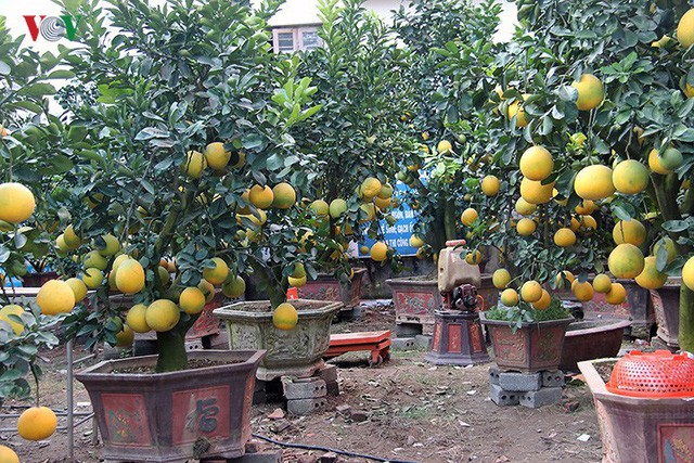 Đào nở bung đỏ rực trước Tết dương lịch, người trồng thấp thỏm sợ thất thu