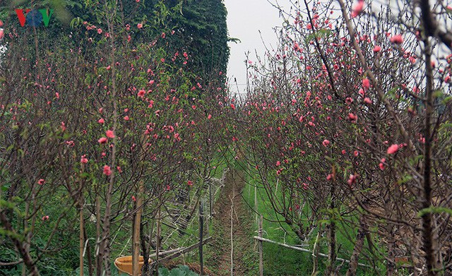 Đào nở bung đỏ rực trước Tết dương lịch, người trồng thấp thỏm sợ thất thu