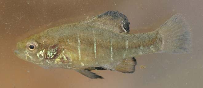 Nhà máy ôtô 1,6 tỷ USD có thể đóng cửa vì một loài cá