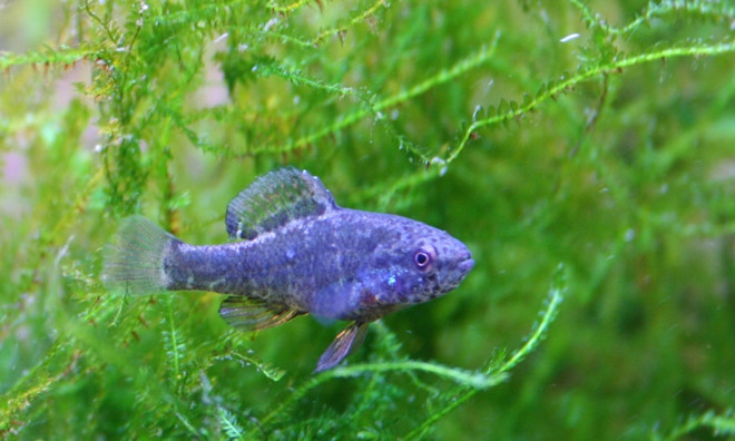 Nhà máy ôtô 1,6 tỷ USD có thể đóng cửa vì một loài cá