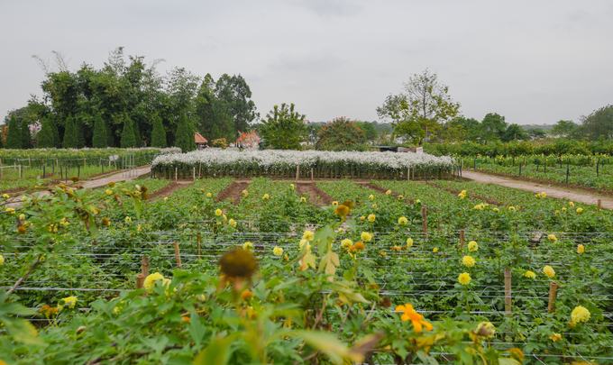 Vườn Nhật Tân, phố đi bộ Hà Nội vắng khách trong ngày đầu nghỉ lễ