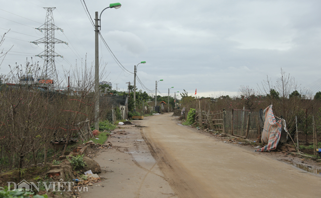 CHÙM ẢNH: Vườn đào đẹp nhất Hà Nội vắng bóng người dịp Tết dương lịch