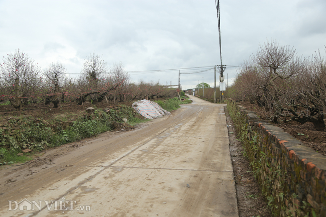 CHÙM ẢNH: Vườn đào đẹp nhất Hà Nội vắng bóng người dịp Tết dương lịch