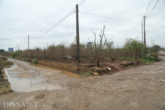 CHÙM ẢNH: Vườn đào đẹp nhất Hà Nội vắng bóng người dịp Tết dương lịch