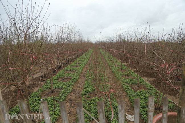 CHÙM ẢNH: Vườn đào đẹp nhất Hà Nội vắng bóng người dịp Tết dương lịch