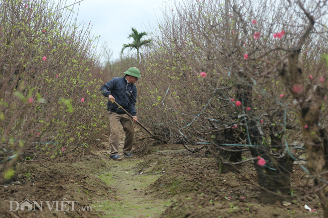 CHÙM ẢNH: Vườn đào đẹp nhất Hà Nội vắng bóng người dịp Tết dương lịch