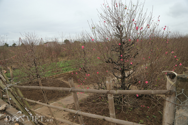 CHÙM ẢNH: Vườn đào đẹp nhất Hà Nội vắng bóng người dịp Tết dương lịch