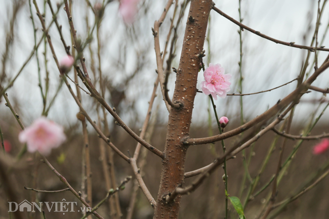 CHÙM ẢNH: Vườn đào đẹp nhất Hà Nội vắng bóng người dịp Tết dương lịch