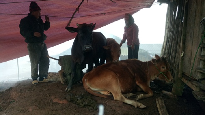 Cận cảnh: Người vùng cao Sơn La co ro trong giá rét khủng khiếp