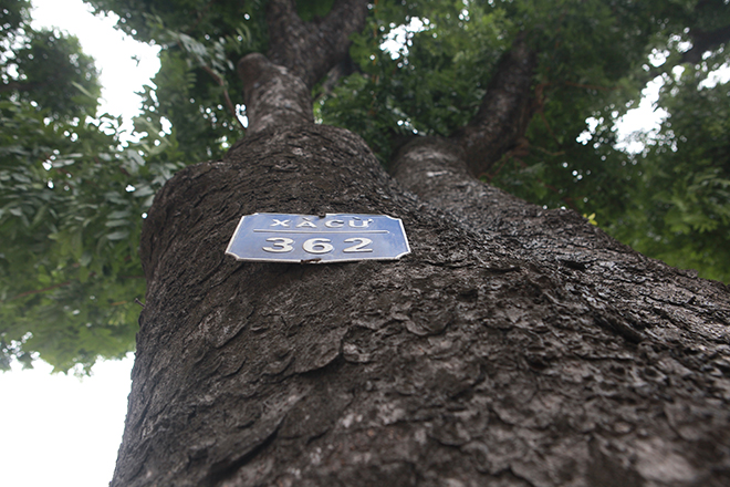 Ngắm hàng cây ở Thủ đô sắp bị khai tử trong ngày đầu năm mới