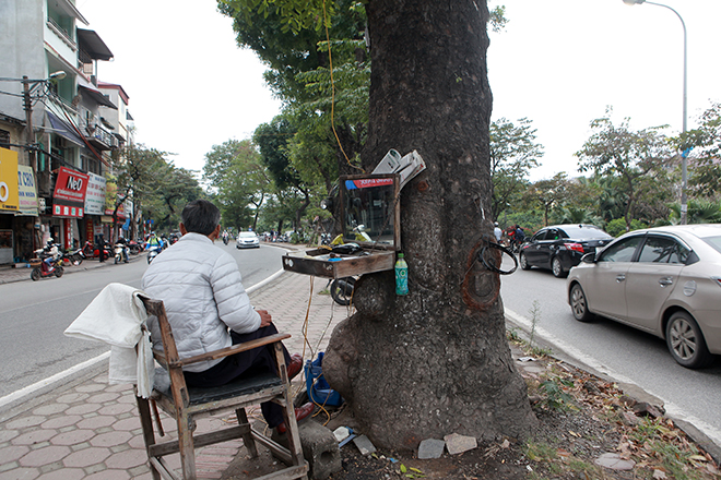 Ngắm hàng cây ở Thủ đô sắp bị khai tử trong ngày đầu năm mới