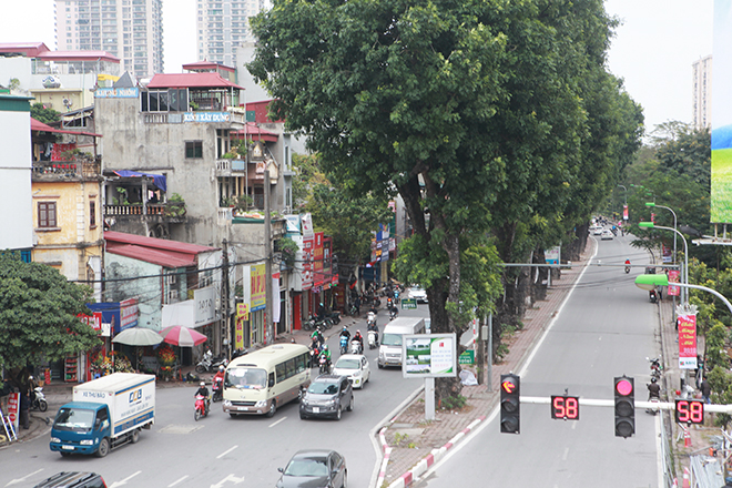 Ngắm hàng cây ở Thủ đô sắp bị khai tử trong ngày đầu năm mới