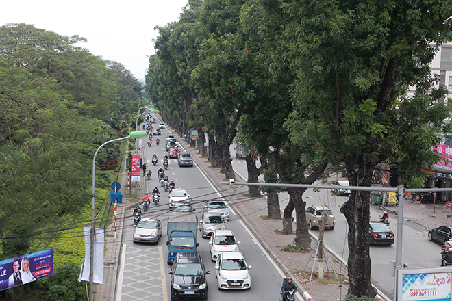 Ngắm hàng cây ở Thủ đô sắp bị khai tử trong ngày đầu năm mới