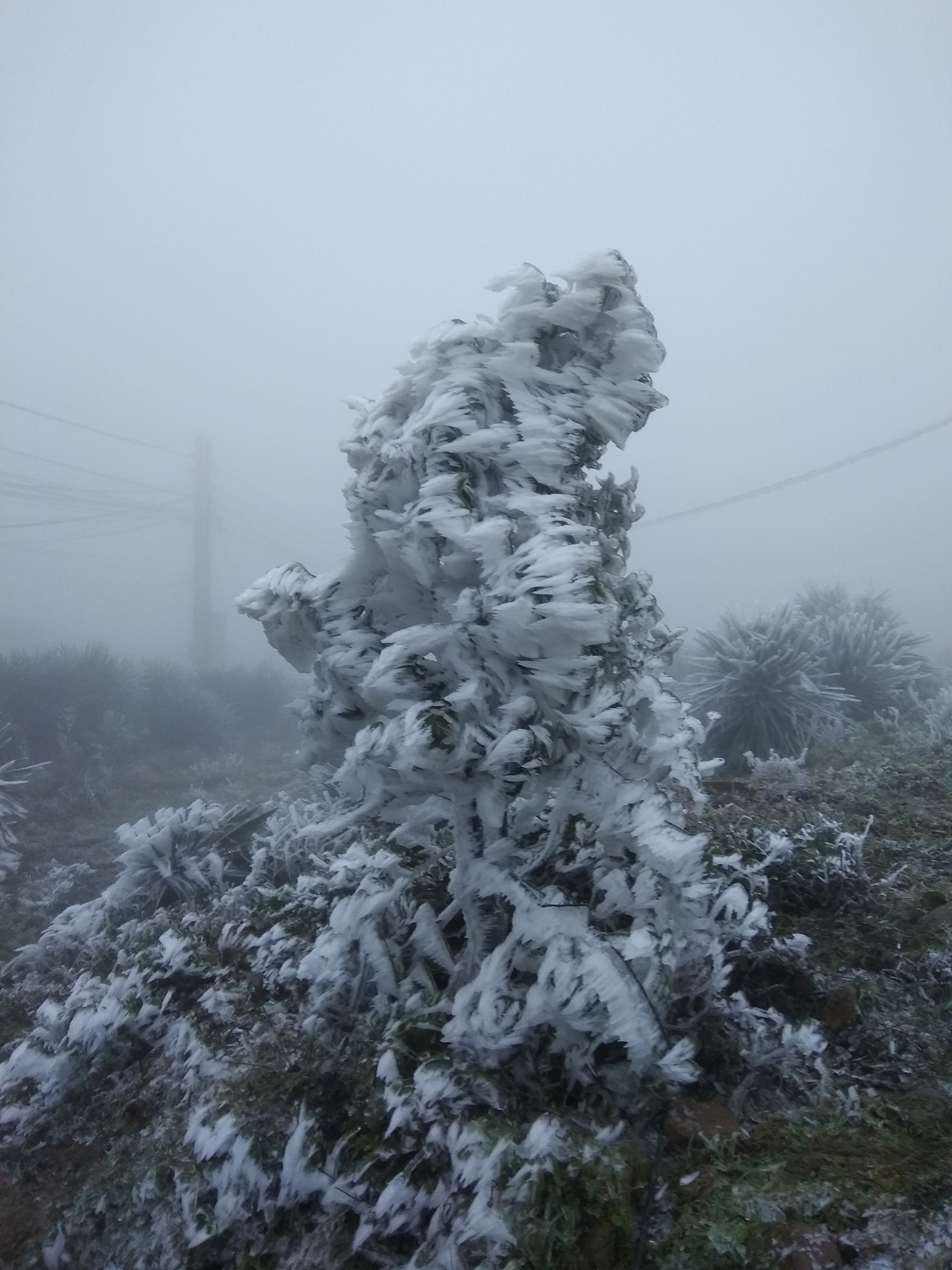 Núi Mẫu Sơn xuống âm 0,6 độ C, tiếp tục có băng giá diện rộng
