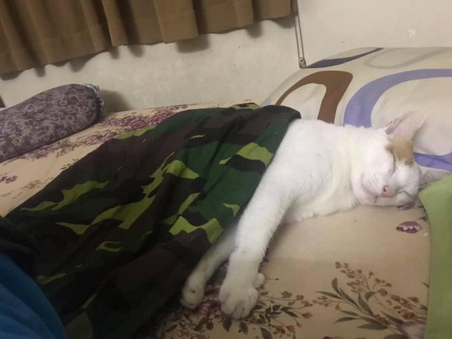 Cười rụng rốn với 1001 cách tránh rét cho thú cưng được dân mạng chia sẻ rầm rộ